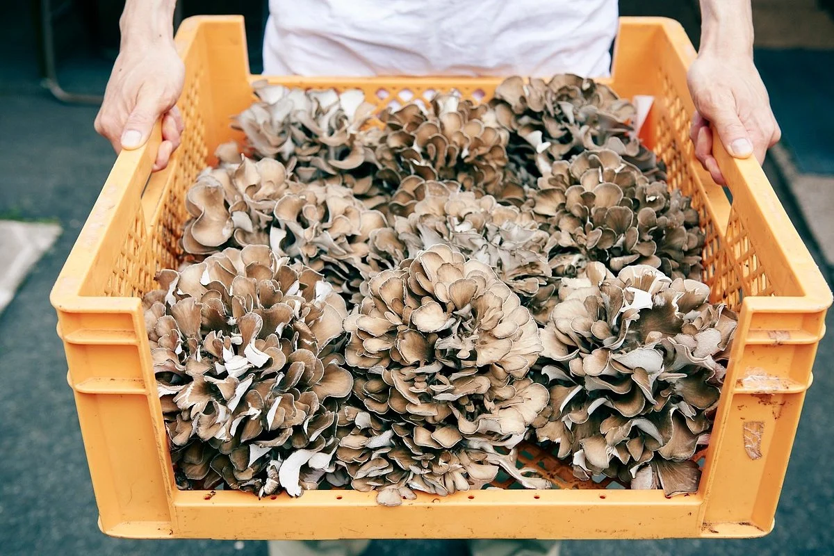 Okuizumo Maitake Direct Sale Place
