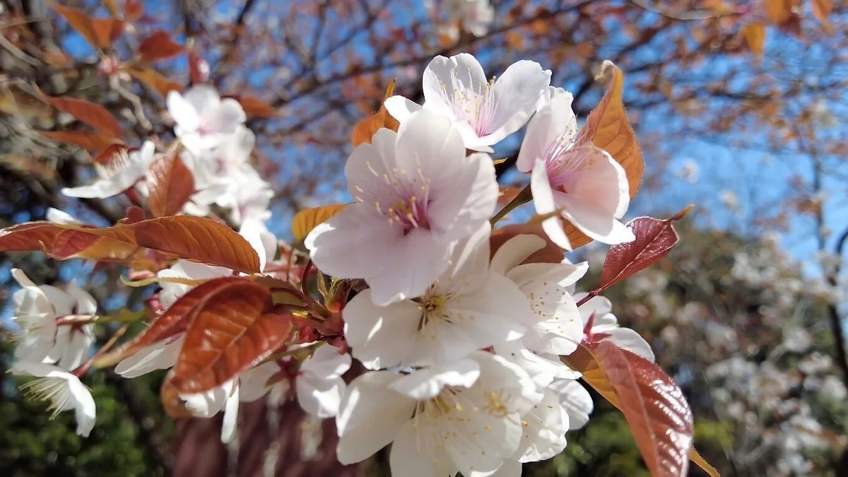 Prefectural Tsukimiyama Children's Forest
