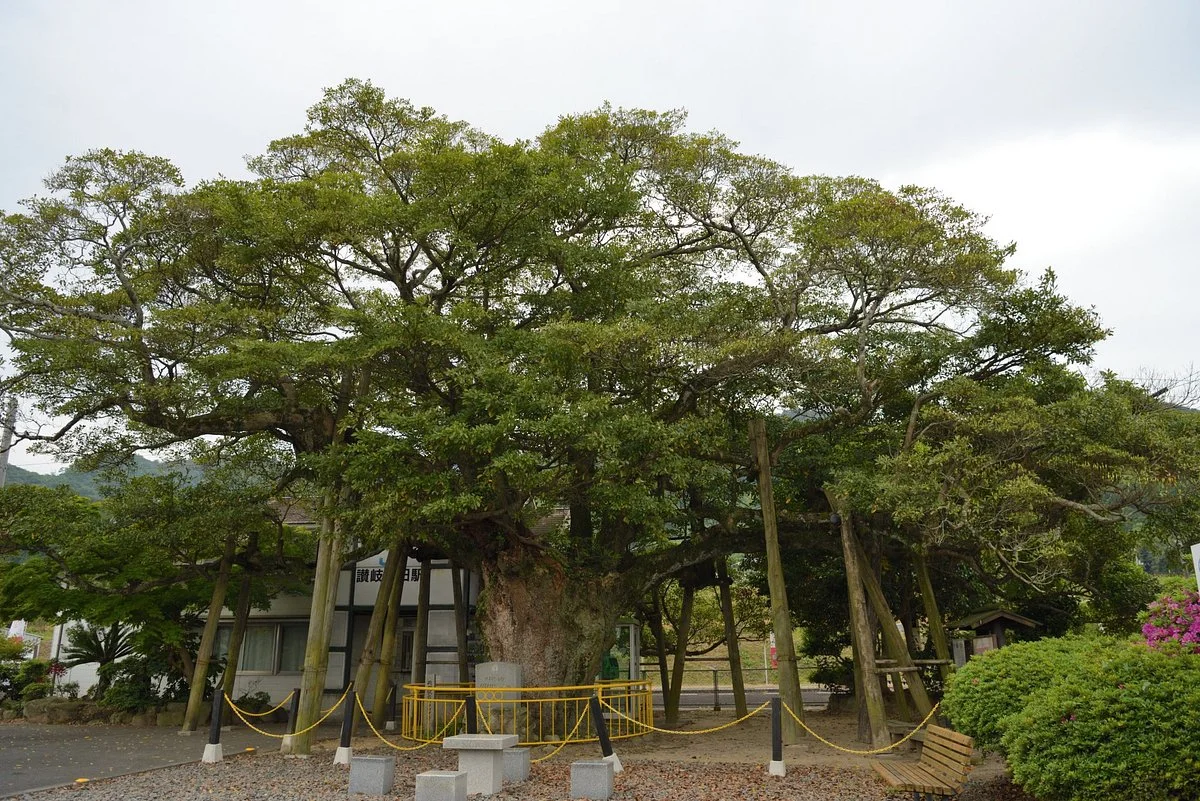 800 Years Old Tabunoki Tree