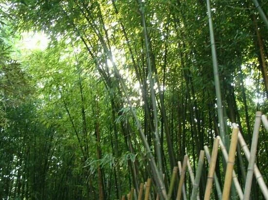 Wanzhu Park