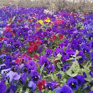 Mt. Wufeng Forest Park