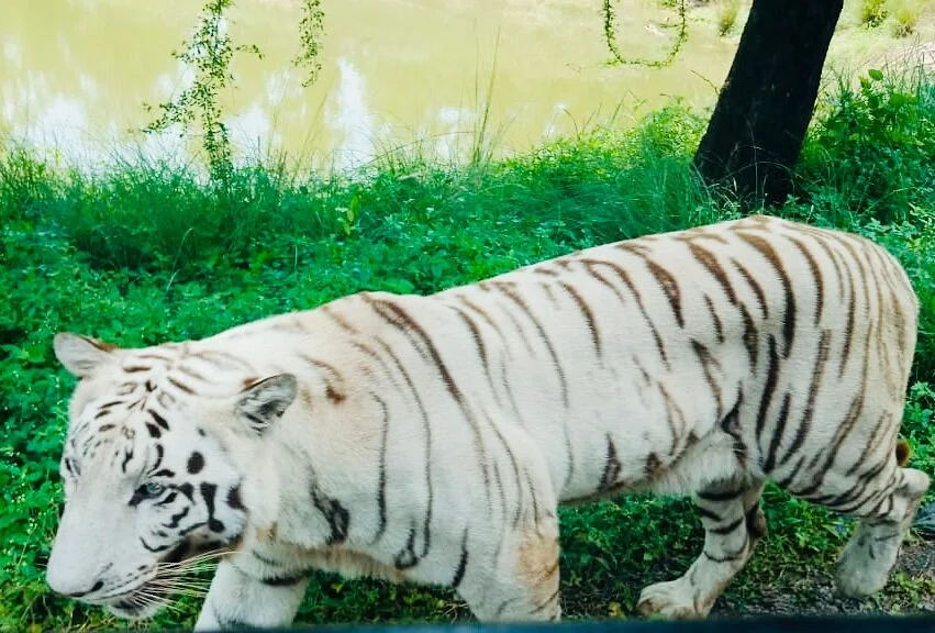 White Tiger Safari Rewa