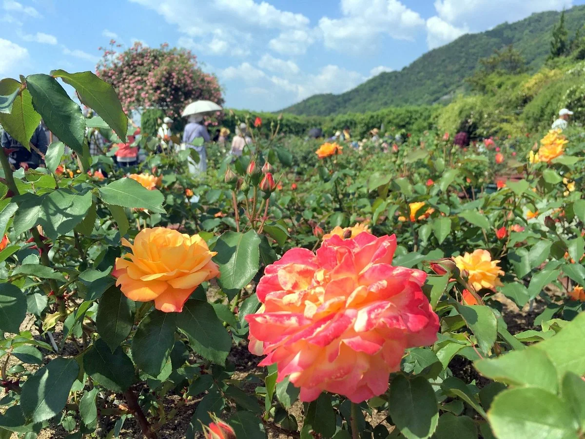 The Hiroshima Botanical Garden