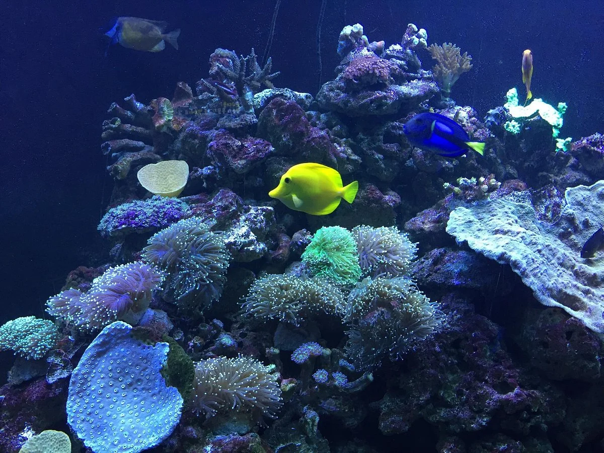 AquaPlanet 63