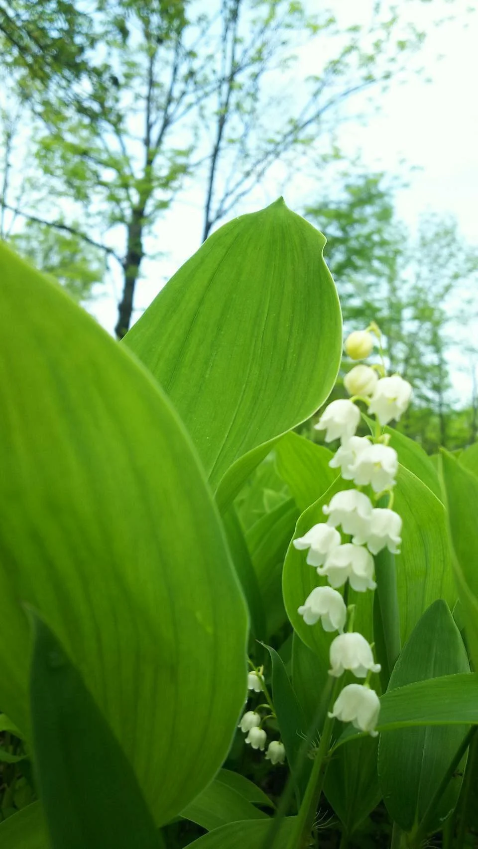 Memu Colony of a Lily of the Valley