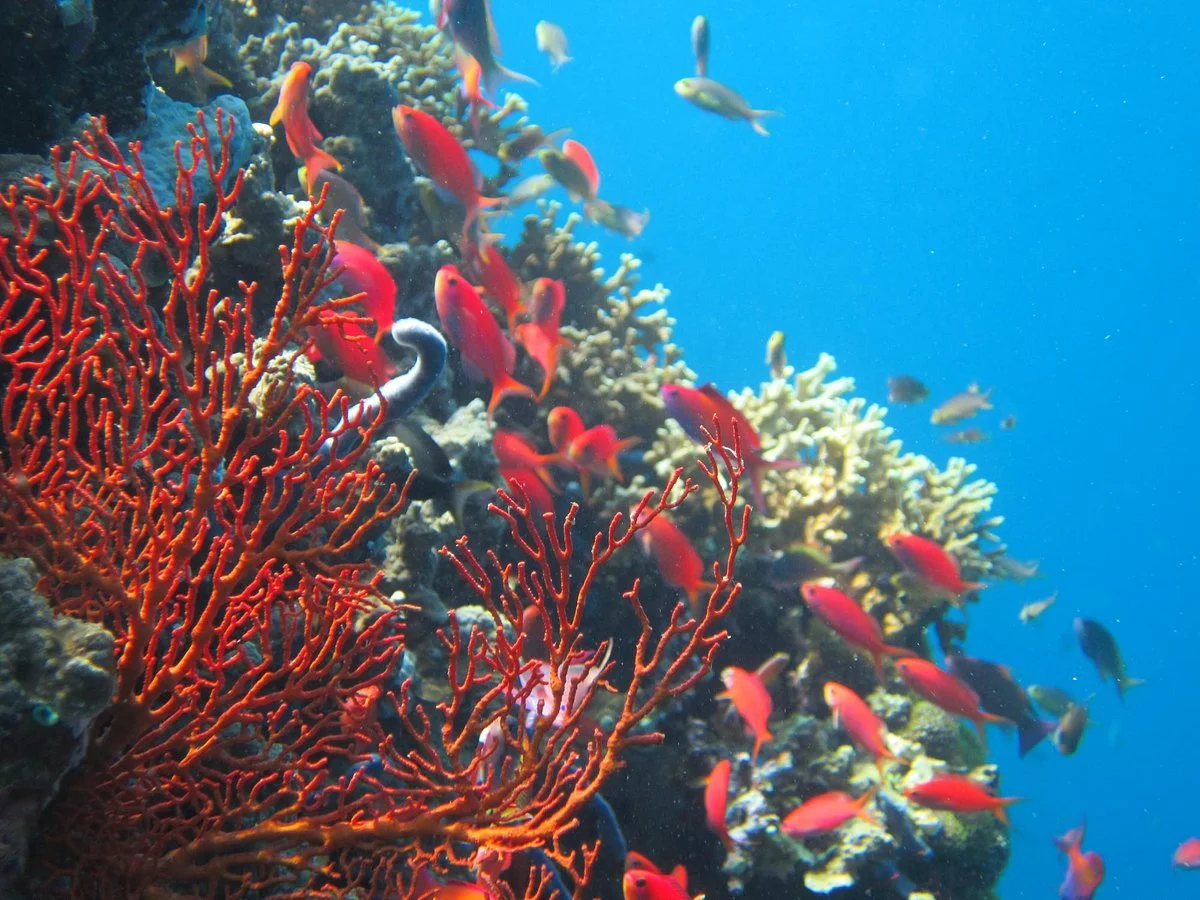 West Bali National Park Forest