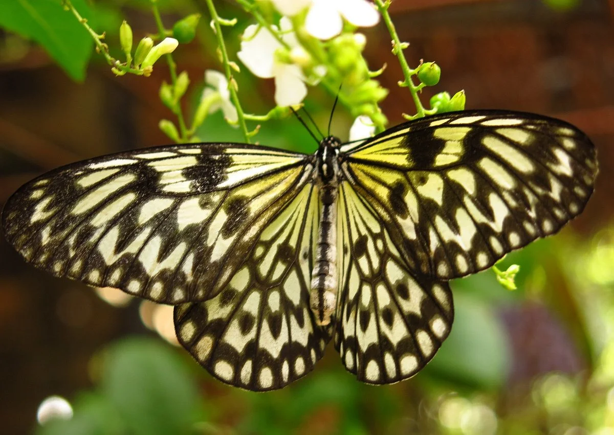 Can-olin Butterfly Sanctuary