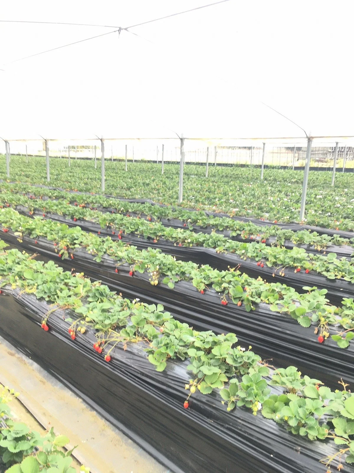 Nakano Fruit Farm