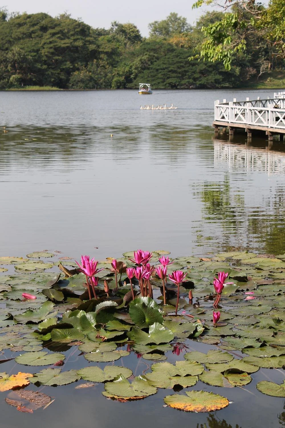 Hlawga Wildlife Park