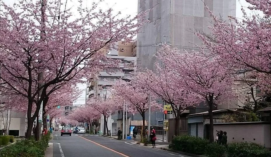 Tree-lined Road of Okanzakura