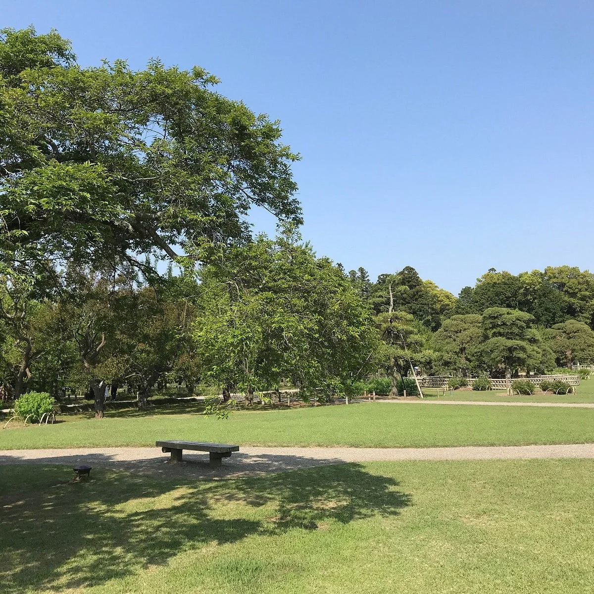 Sakon no Sakura