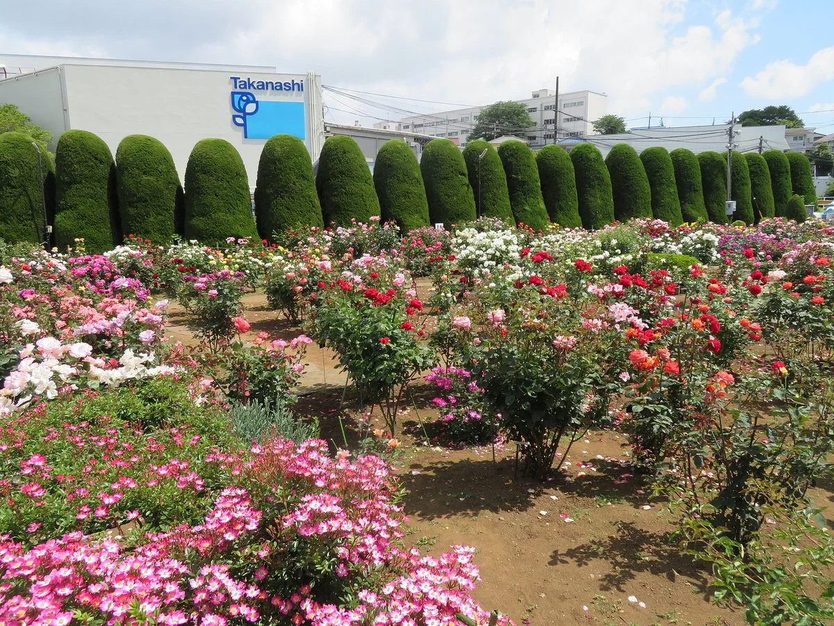 Takanashi Milk Rose Garden
