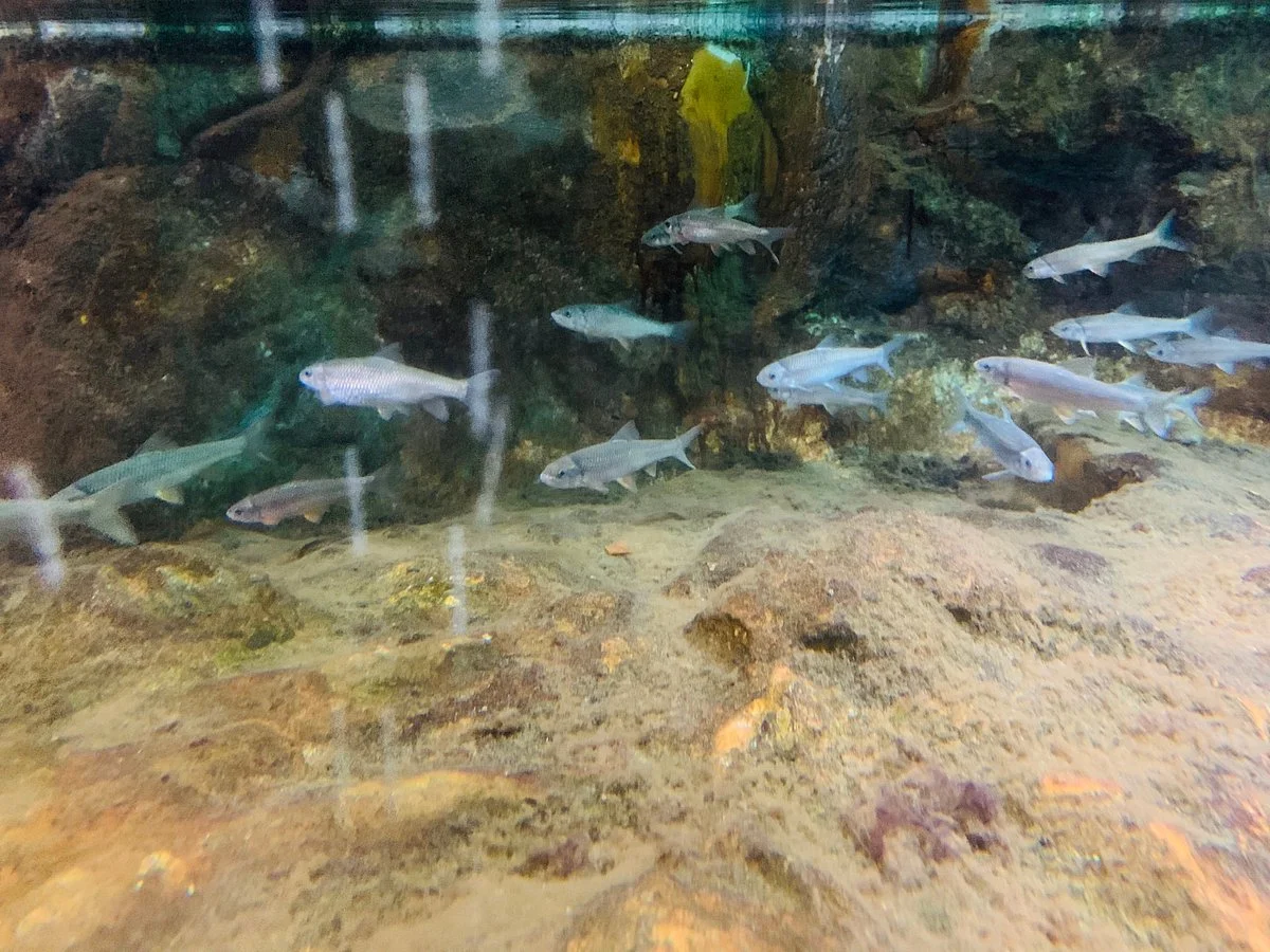 Formosan Landlocked Salmon Conservation Area
