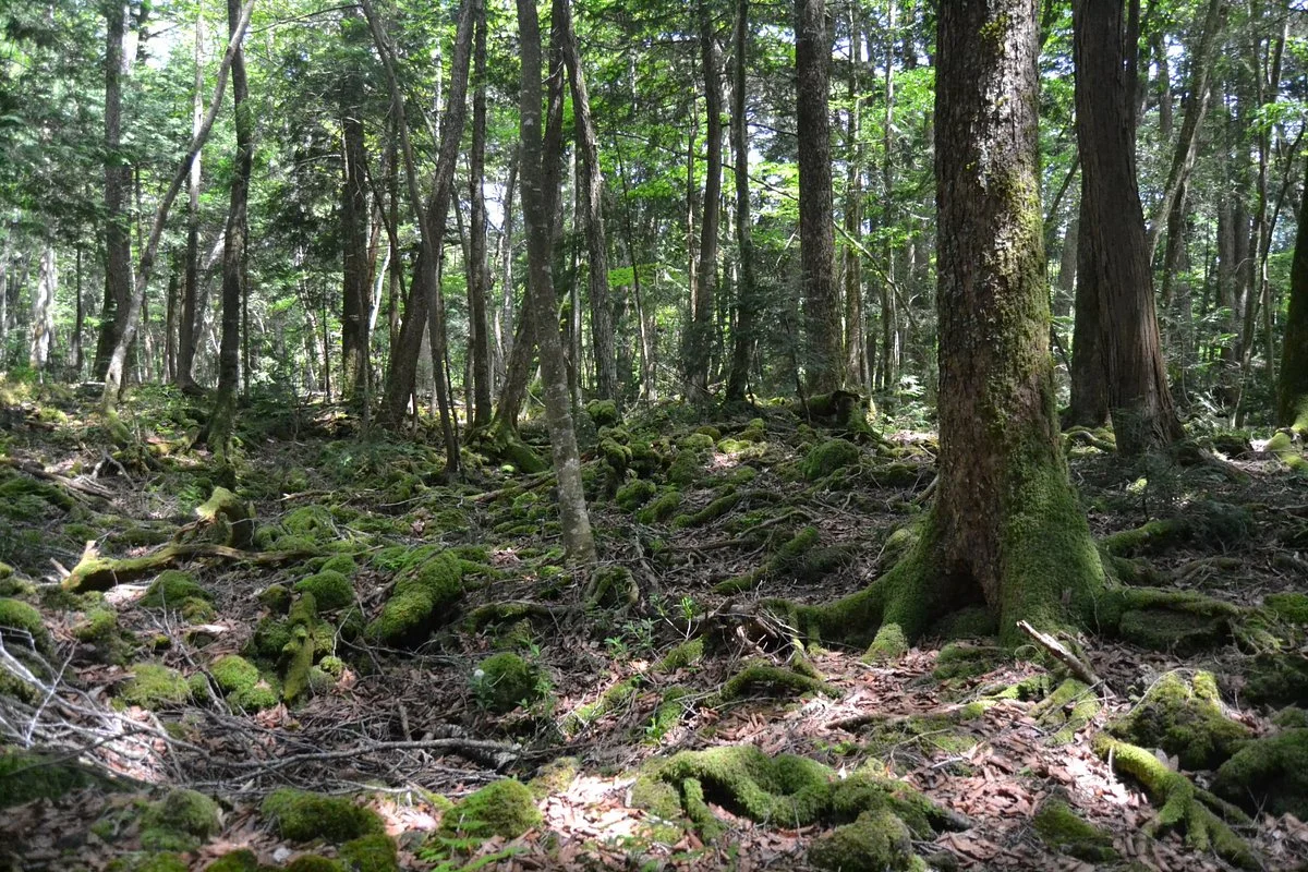 Aokigahara Forest