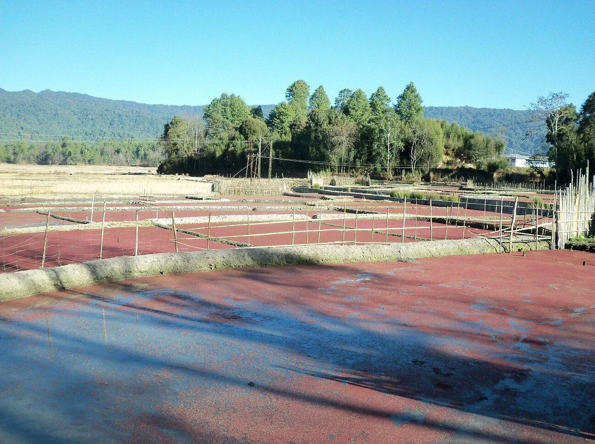 Tarin Fish Farm