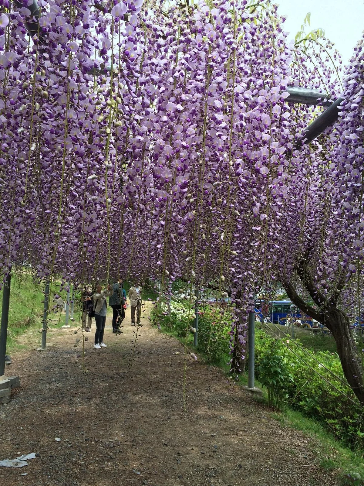 Hino Dahlia Garden