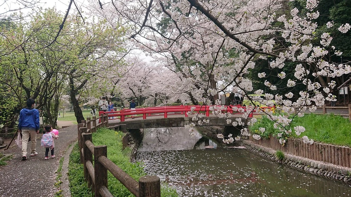 Minuma Tambo no Sakurakairo