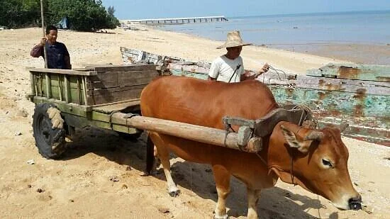 Coral Conservation Area of Jiaowei
