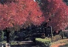 Takeda-no-Mori
