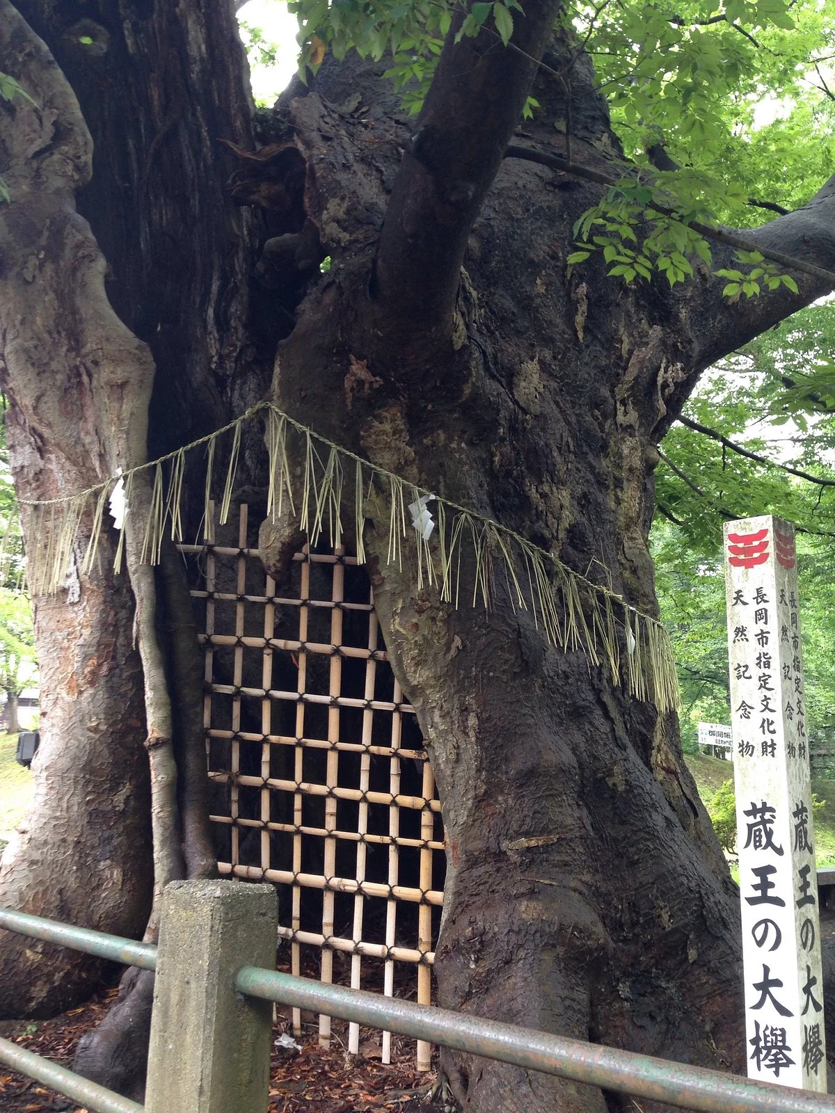 Japanese Zelkova of Zao