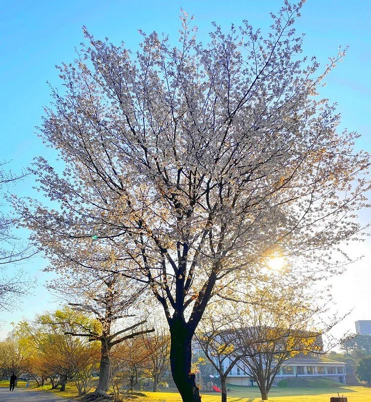 Wako Jurin Park