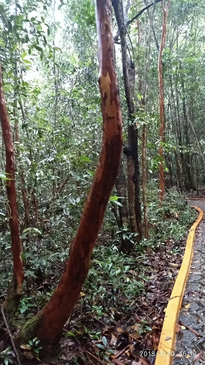 Pelawan Forest