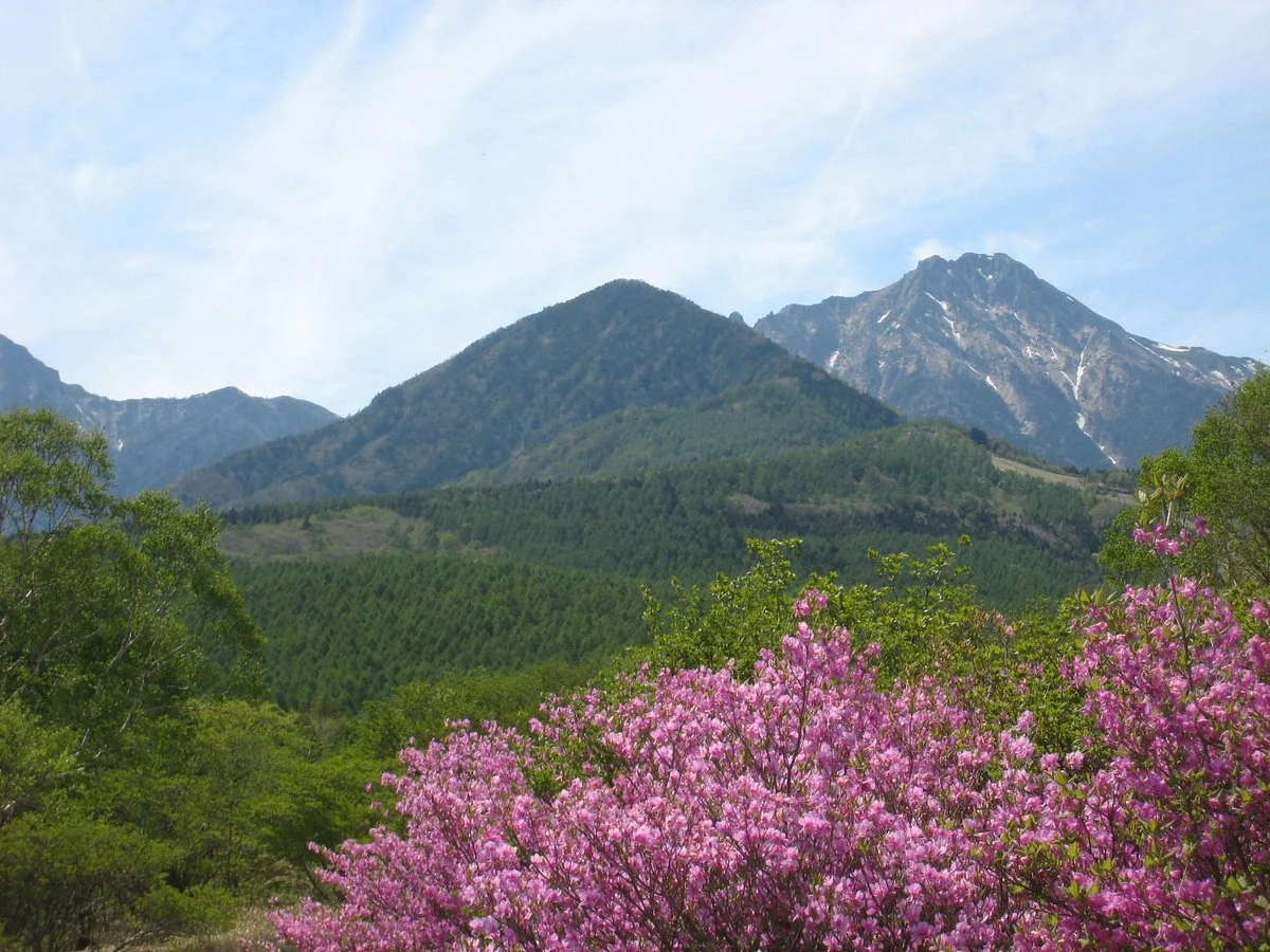 Forest Utsukushinomori