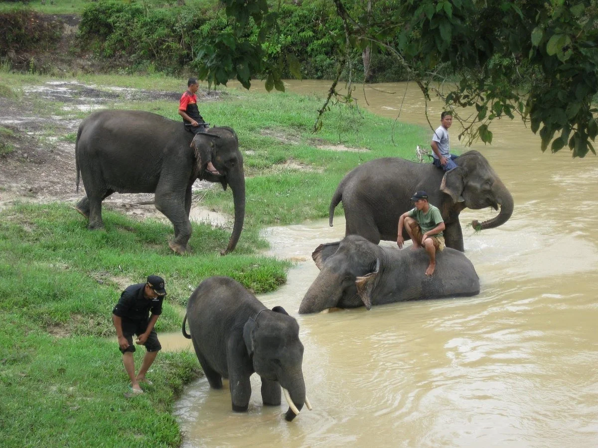 Minas Elephant Training Centre