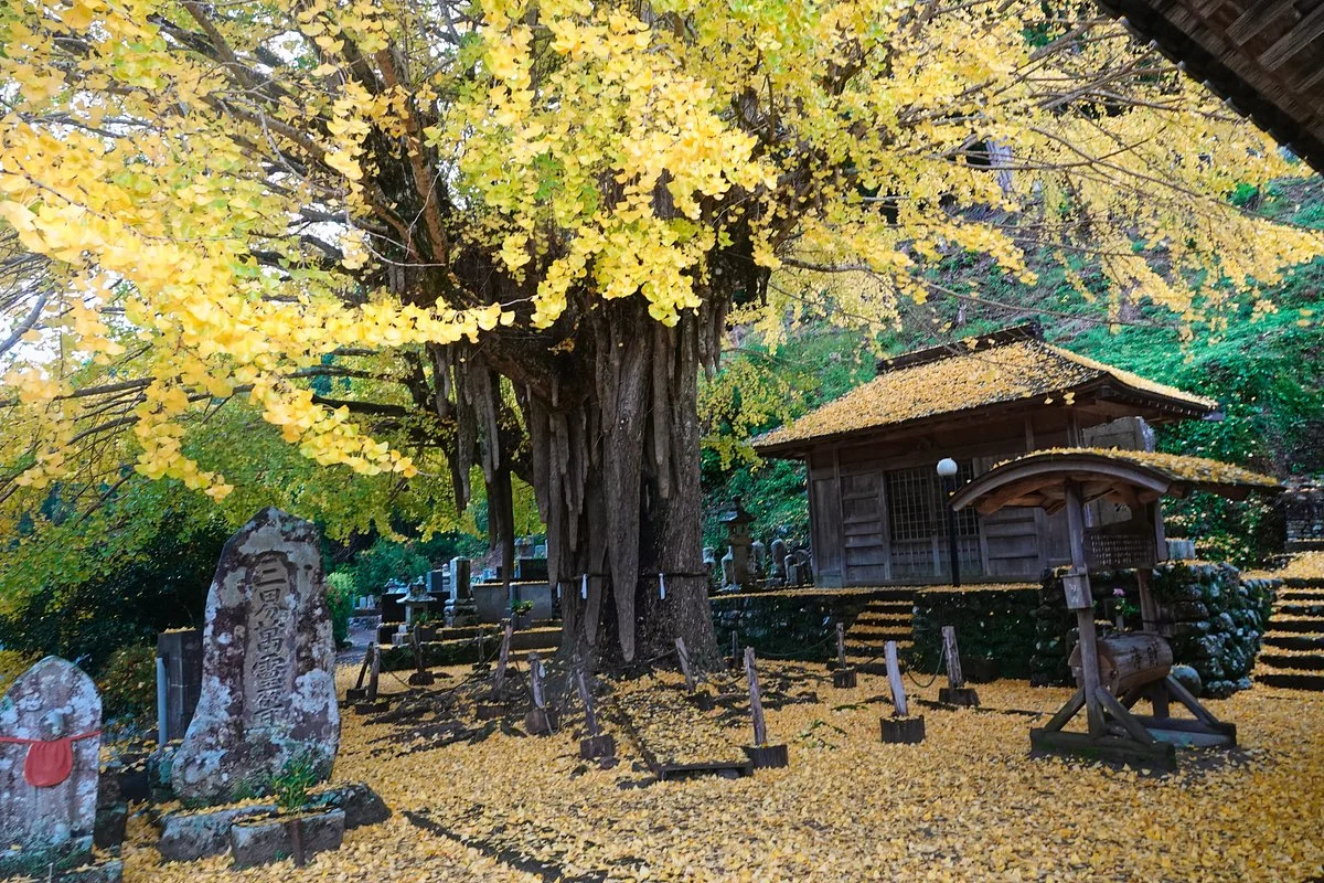 Kosazuke Ginkgo Tree in Kosenji Tmple