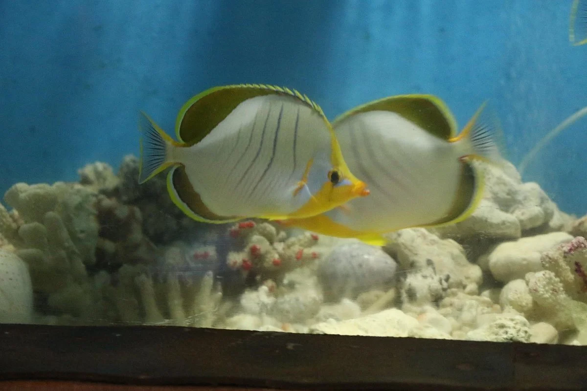 Kavaratti Island Marine Aquarium