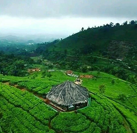 Cipasung Tea Plantation