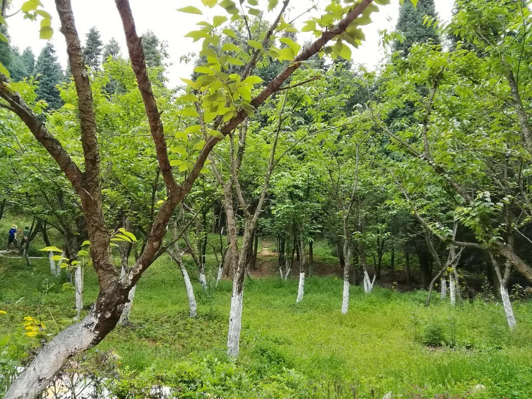 Gexian Mountain Town