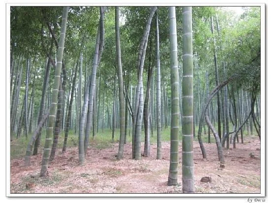 Tianxia Yinkeng Scenic Resort