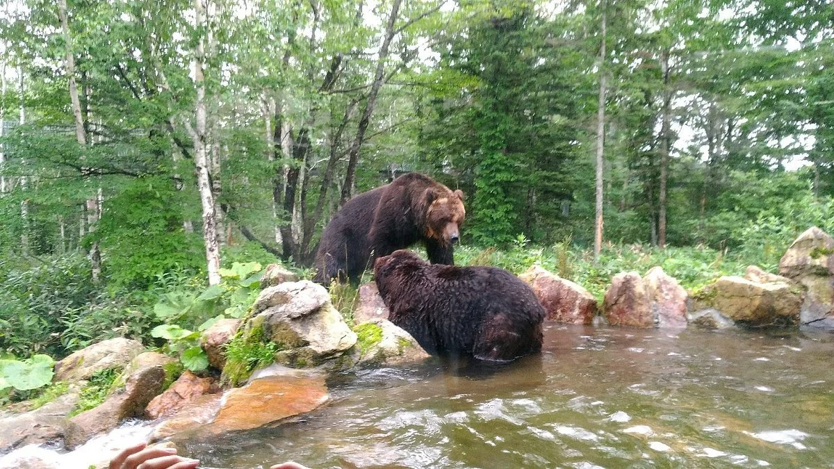 Bear Mountain Sahoro