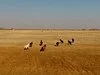 Qigan Desert Tourist Area