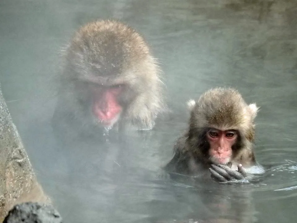 Chikozan Park Zoo