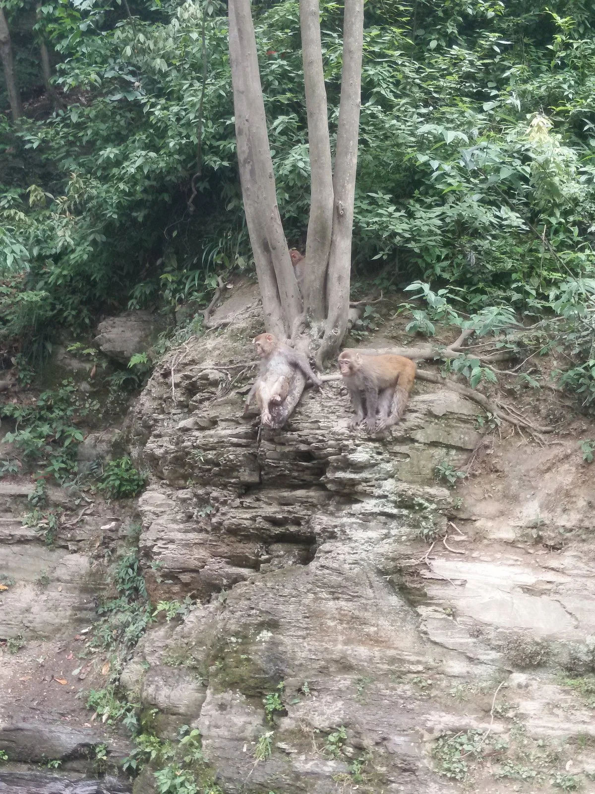 Dabanshui Forest Park