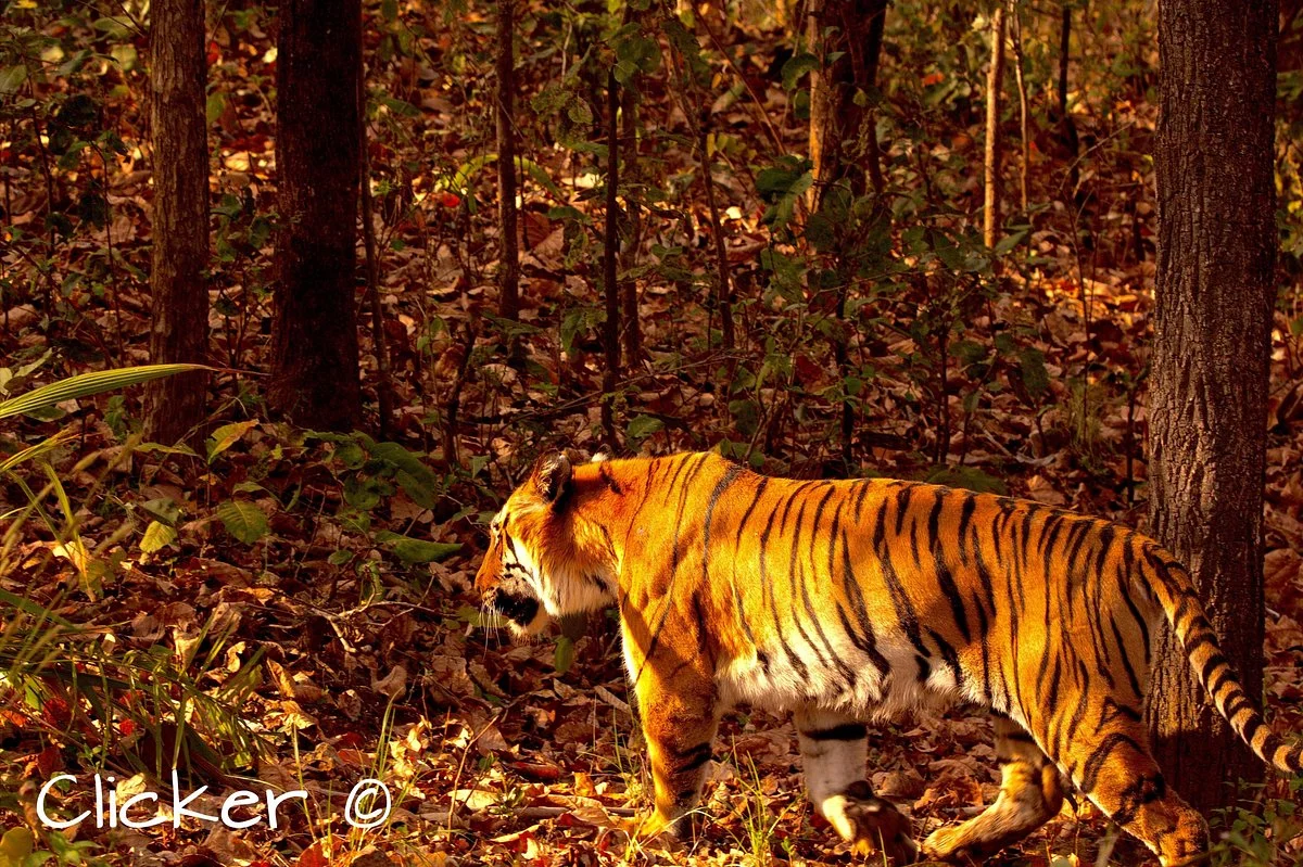 Nawegaon-Nagzira Tiger Reserve
