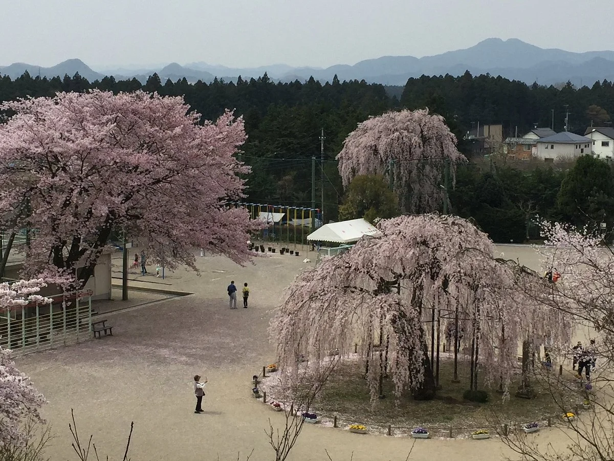 450 Years Old Cherry Blossom Tree