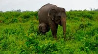Elephant Park