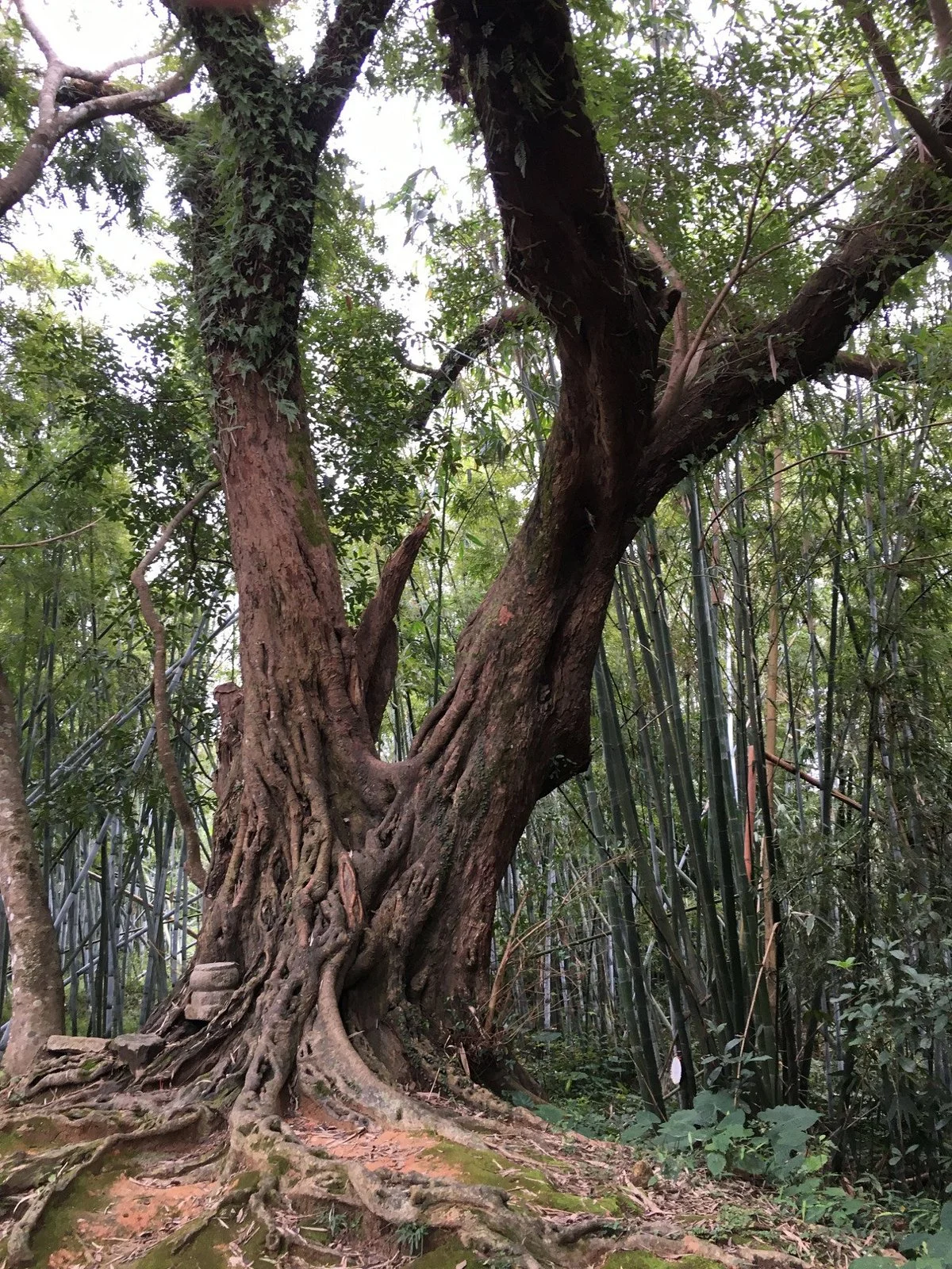 Sujiawei Hakkas Country