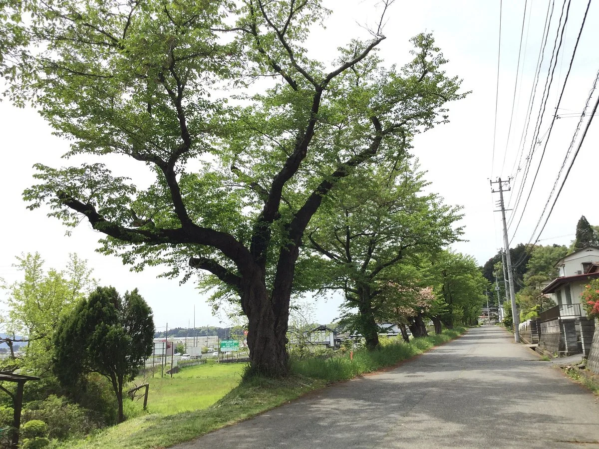 Oshu Kaido Shinjo Sakuranamiki