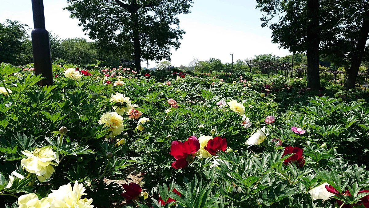 Higashimatsuyama Peony Garden