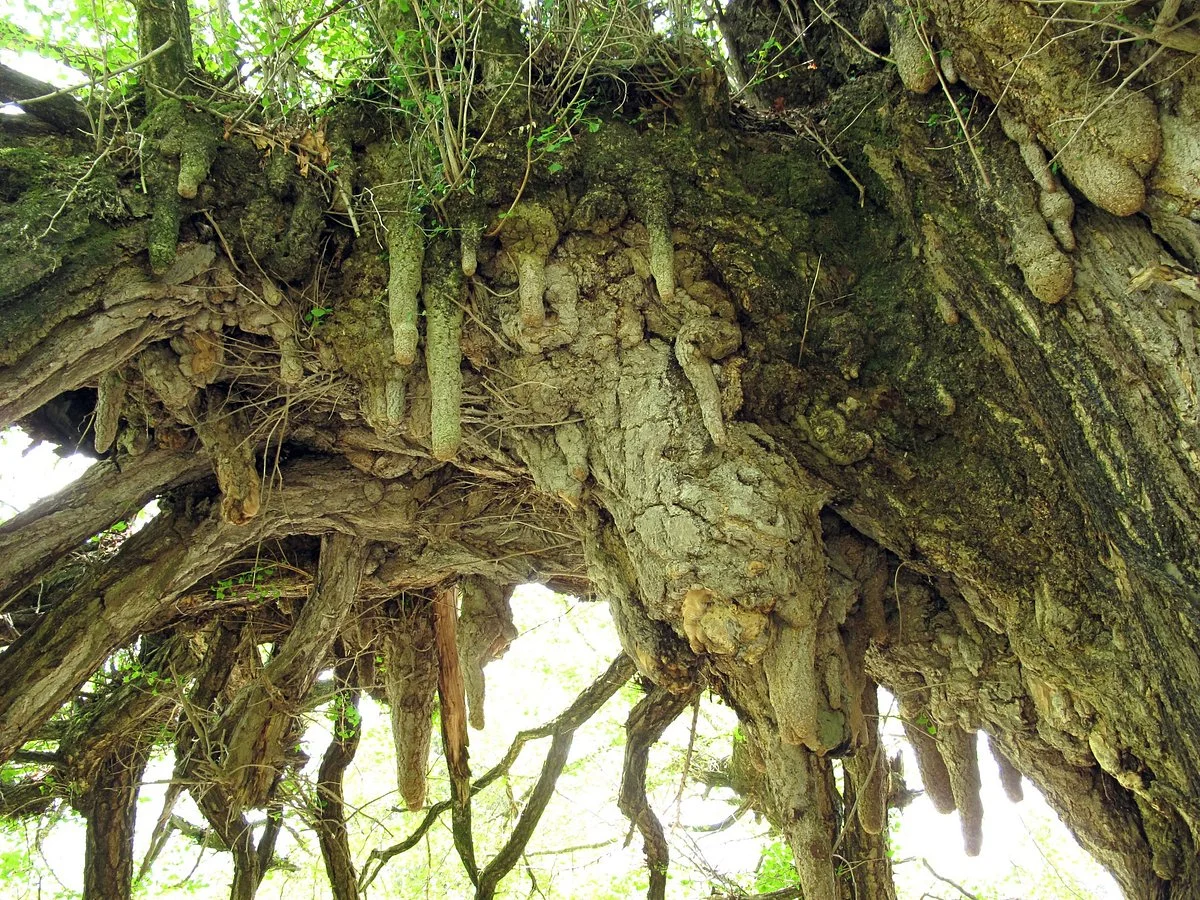 Sakasaicho