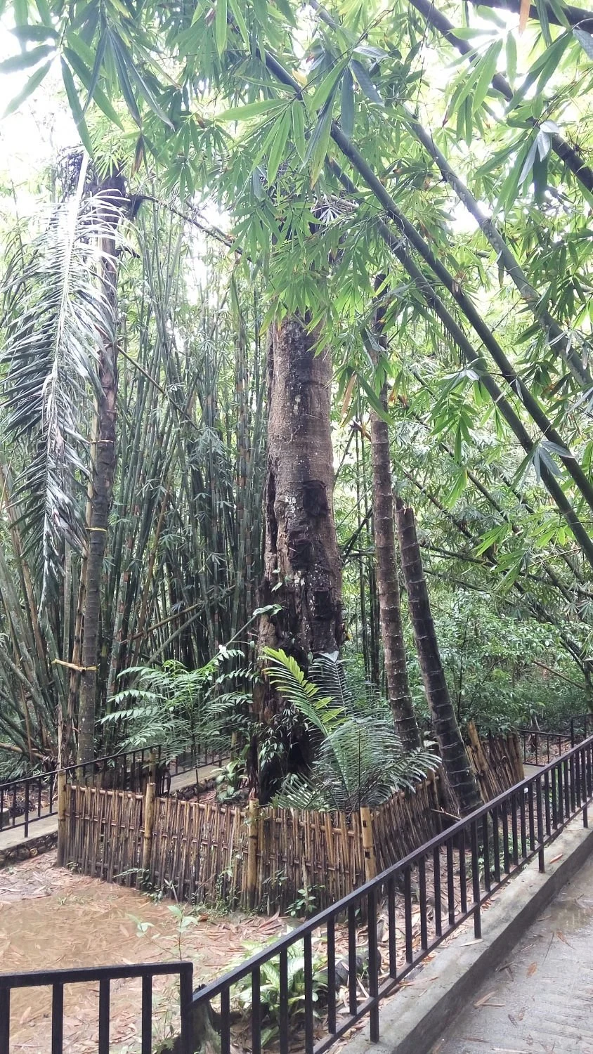 Kambira