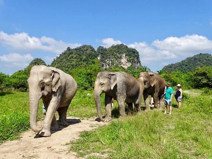 Krabi Elephant Sanctuary