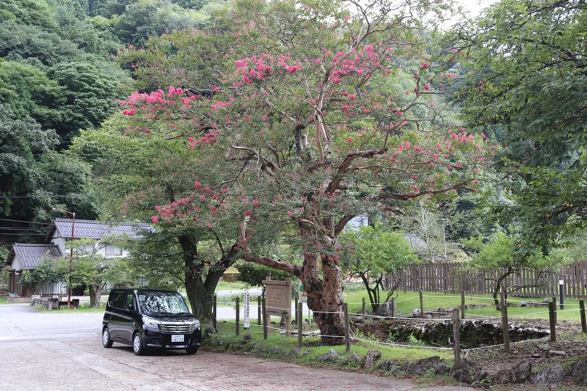 Mikobata Sarusuberi