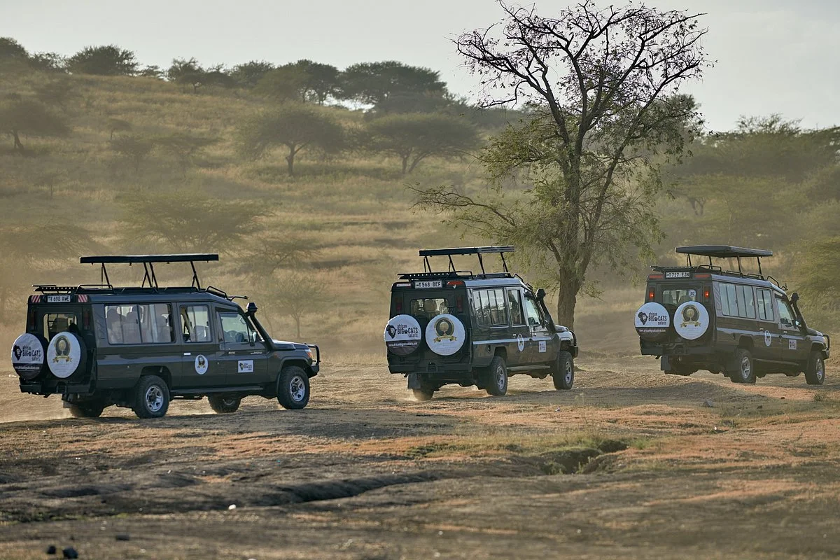 African Big Cats Safaris