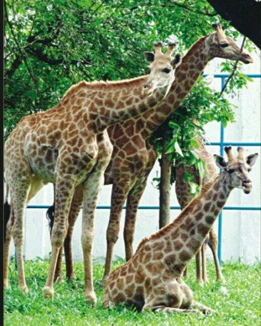 Dhaka Zoo