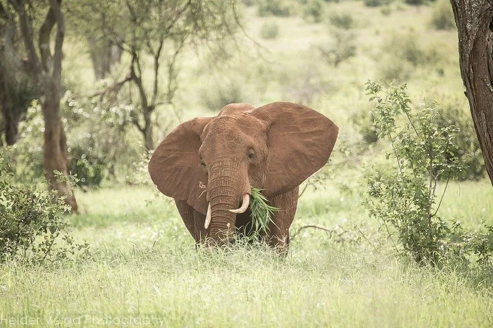 Crater Explorer Tours and Safaris